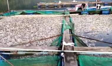 Belasan Ton di Danau Ranau Mati