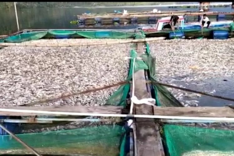 Belasan Ton di Danau Ranau Mati