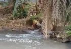 Warga Labuhan Ratu Lamtim   Keluhkan Limbah Pabrik   