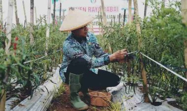 Bupati Pringsewu Dorong Program Peningkatan Produksi Pangan