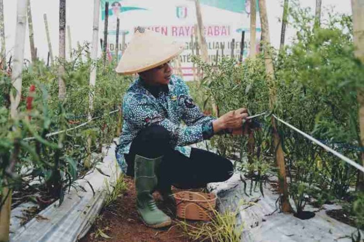 Bupati Pringsewu Dorong Program Peningkatan Produksi Pangan
